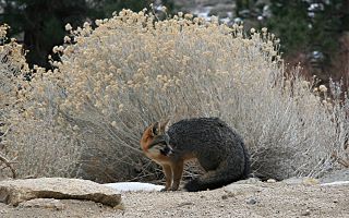 Urocyon cinereoargenteus grayFox cameo