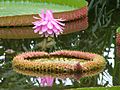 Victoria amazonica full view