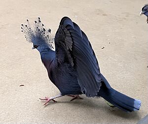 Victorian crowned pigeon displaying wings