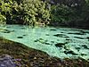 Weeki Wachee River July 2013.jpg