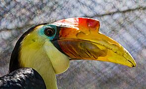 Wrinkled Hornbill (4767904212)