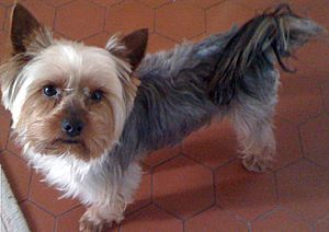 Yorkshire terrier