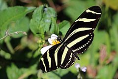 Zebra (Heliconius charithonia ramsdeni)