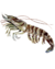 202112 Japanese tiger prawn.svg