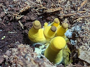 Aborting Leucocoprinus birnbaumii