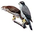 Accipiter gentilisAAP045CA