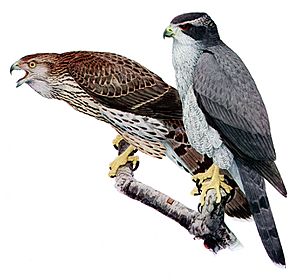 Accipiter gentilisAAP045CA.jpg