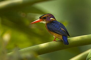 African Pygmy-Kingfisher - Budongo Uganda 06 5016 (16316146651)