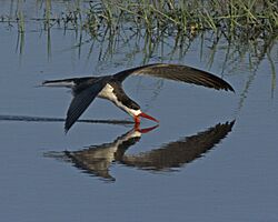 African Skimmer (Rynchops flavirostris) (24310826466)