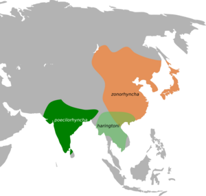 Anas poecilorhyncha map.svg