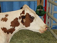 Ayrshire cattle