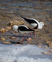 Banded Stilts Rottnest