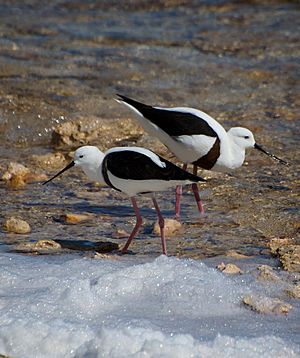 Banded Stilts Rottnest