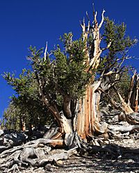 Big bristlecone pine Pinus longaeva.jpg