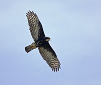 Black Sparrowhawk in flight x