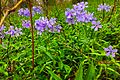 Blue Phlox