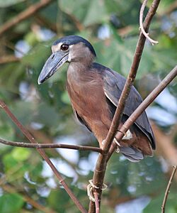 Boat-billed Heron 2 JCB