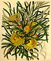 Botanical Magazine 4102 Dryandra formosa(pl)