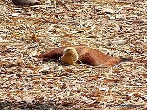 Brahminy Kite Anting 01