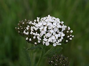 Budding yarrow