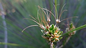 Calytrix flavescens seed head (7159678139).jpg