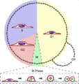 Cell-shape-mitosis