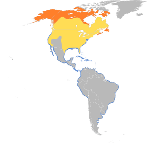 Charadrius semipalmatus map.svg