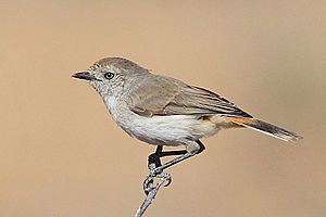 Chestnut-rumped Thornbill1.jpg