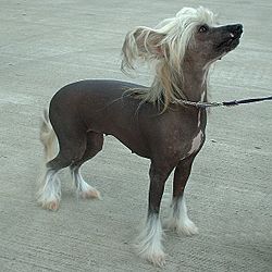 Chinese Crested Dog 600