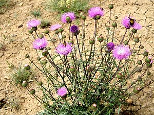 Cirsium perplexans.jpg