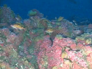 Cordell Bank-Rockfish Anemones