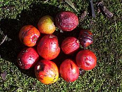 Cryptocarya laevigata - fruit