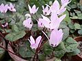 Cyclamen libanoticum01