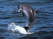 Dwarf sperm whale (NOAA Pitman).jpg