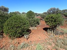 Eremophila oldfieldii angustifolia (habit)