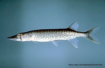 Esox niger