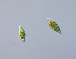 Euglena - 400x (8999902391).jpg