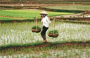 Farmer in Vietnam