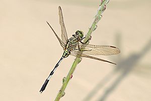 Green marsh hawk (Orthetrum sabina) female Nepalgunj.jpg