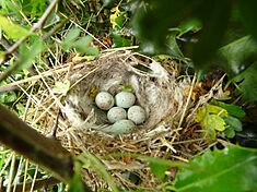 Greenfinch Nest 17-07-10 (4809786391)