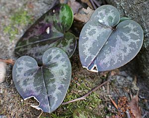 Hexastylis virginica williamsburg.jpg