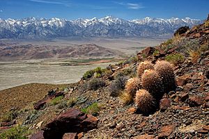 Inyo Mountain Wilderness