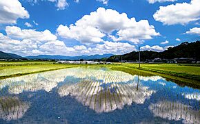 Kumamoto-Paddy fields-xl