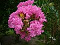 Lagerstroemia indica 0002