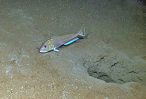 Lopholatilus chamaeleonticeps NOAA2