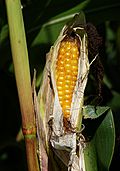 Maize J7.jpg