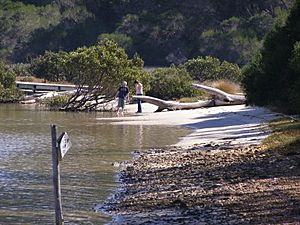 Merimbulaboardwalk1.2