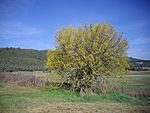 Micocoulier de Provence en fleurs.JPG