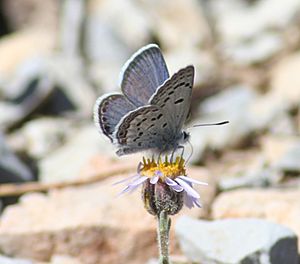 Mt Charleston Blue Butterfly.jpg