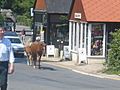 New Forest ponies in Lyndhurst